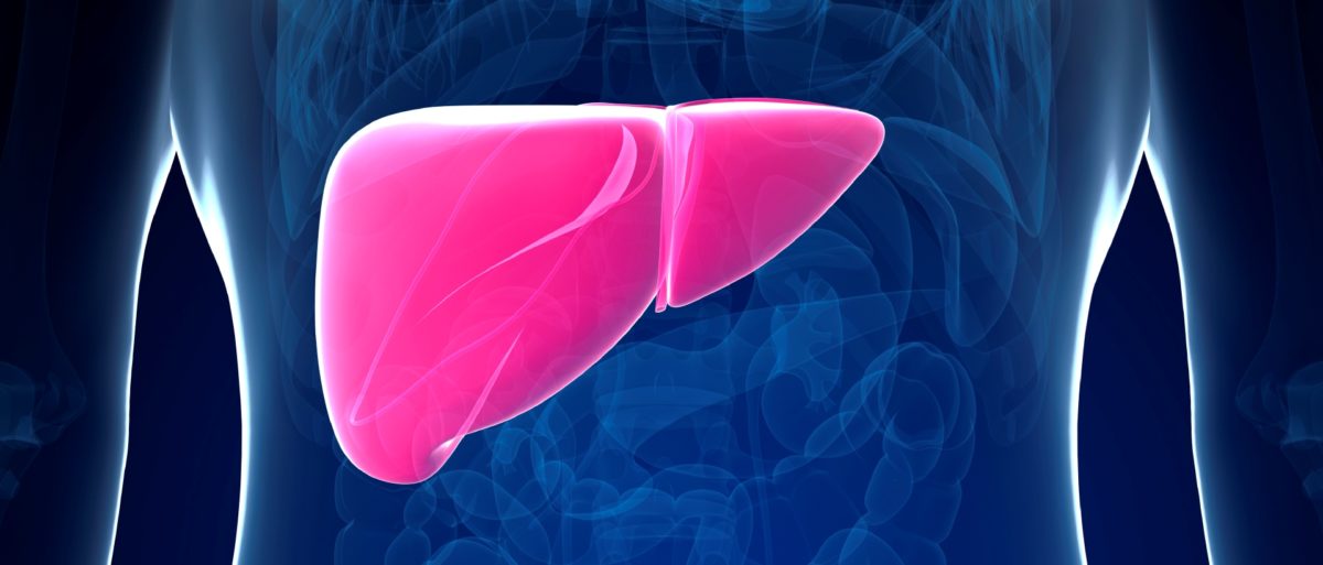 3d rendered illustration of the male liver