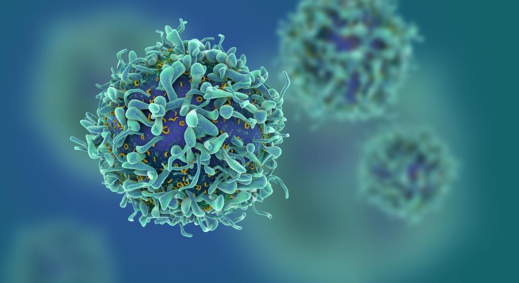 3d rendered illustration of a t-cell