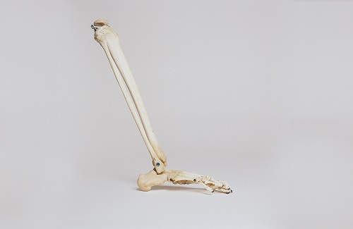 bones of the foot, ankle and lower leg