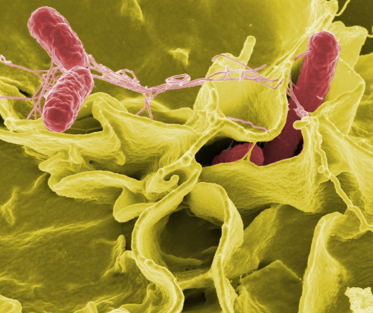 illustration of salmonella bacteria