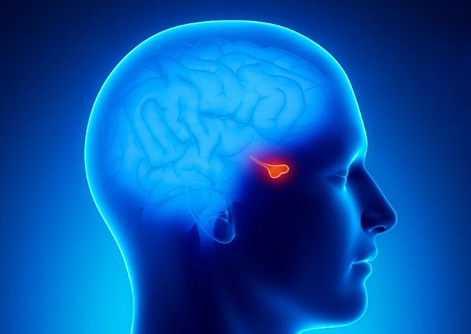 3d rendered image showing position of pituitary gland in brain